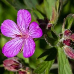 Sticky Geranium -Plant Seed Store geranium viscosissimum 3