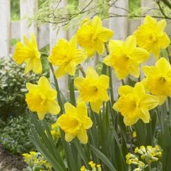 Gigantic Star Large Cupped Daffodil -Plant Seed Store gigantic star daffodil narcissus cropped 1