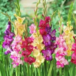 Rainbow Gladiolus Mix -Plant Seed Store gladiolusmix3 1