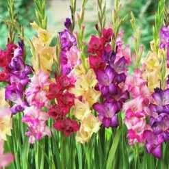 Rainbow Gladiolus Mix -Plant Seed Store gladiolusmix4 1