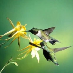 Golden Spur Columbine -Plant Seed Store golden spur columbine aquilegia
