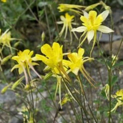 Golden Spur Columbine -Plant Seed Store golden spur columbine aquilegia