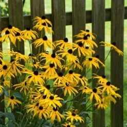 Goldsturm Black Eyed Susan -Plant Seed Store goldstrum black eyed susan 2