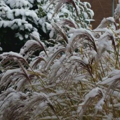 Gracillimus Miscanthus Grass -Plant Seed Store gracillimus miscanthus grass