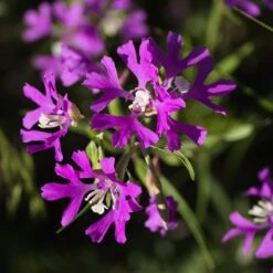 Native Dry Area Wildflower Seed Mix -Plant Seed Store hcg dry area mix deer horn clarkia