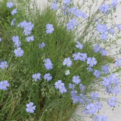 Native Dry Area Wildflower Seed Mix -Plant Seed Store hcg dry area mix flax