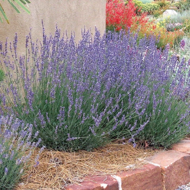 Gros Bleu French Lavender 2 Gros Bleu French Lavender - Image 2