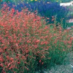Pineleaf Penstemon -Plant Seed Store hcg penstemon pinifolius pineleaf beardtongue 75760