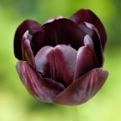 Queen Of The Night Single Late Tulip 5 Queen Of The Night Single Late Tulip -Plant Seed Store hcg single late tulip queen of the night