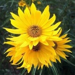 Santa Fe Maximilian's Sunflower (Helianthus) -Plant Seed Store hcgsp15jackganse 23526409 helian