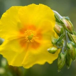 Ben Fhada Rock Rose (Helianthemum) -Plant Seed Store helianthemum ben fhada blooms buds