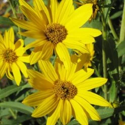 Dakota Sunshine Maximilian's Sunflower (Helianthus) -Plant Seed Store helianthus max dakota sunshine close up