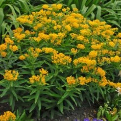 Hello Yellow Butterfly Weed -Plant Seed Store hello yellow butterfly weed