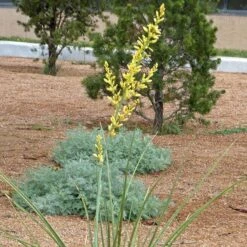 Yellow Flowering Texas Yucca (Hesperaloe) -Plant Seed Store hesperaloe parviflora yellow flower