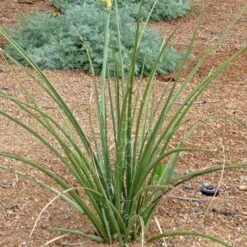 Yellow Flowering Texas Yucca (Hesperaloe) -Plant Seed Store hesperaloe parviflora yellow plant