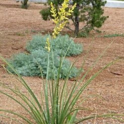 Yellow Flowering Texas Yucca (Hesperaloe) -Plant Seed Store hesperaloe parviflora yellow plant and flower