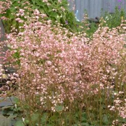 Weston Pink Coral Bells -Plant Seed Store heuchera weston pink coral bells