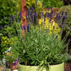 Hidcote Superior English Lavender -Plant Seed Store hidcote superior english lavender pot