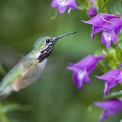 Pike's Peak Purple® Penstemon -Plant Seed Store hummingbird penstemon pikes peak 75797p