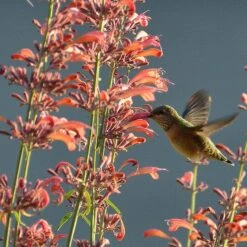 Agastache Rupestris 12 Agastache Rupestris -Plant Seed Store hummingbirdandagastache rupestris