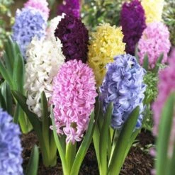 Plant Seed Store 14 Easter Joy Hyacinth Mix