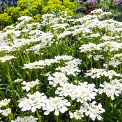 Purity Dwarf Candytuft (Iberis) -Plant Seed Store iberis sempervirens purity dwarf candytuft 59555 2.jpg 1