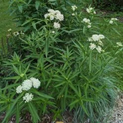 Ice Ballet Swamp Milkweed -Plant Seed Store ice ballet 4
