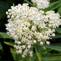 Ice Ballet Swamp Milkweed -Plant Seed Store ice ballet milkweed asclepias in
