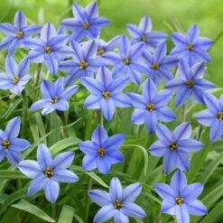 Jessie Spring Starflower -Plant Seed Store ipheionjessie