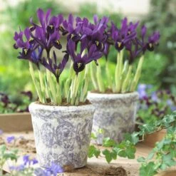 George Specie Iris (Mini Iris) -Plant Seed Store iris histroides george in containers