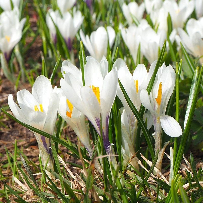 Joan Of Arc Dutch Crocus 1 Joan Of Arc Dutch Crocus
