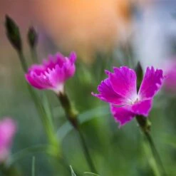 Kahori Pink® Dianthus -Plant Seed Store kahori pink dianthus bloom