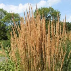 Karl Foerster Feather Reed Grass 10 Karl Foerster Feather Reed Grass -Plant Seed Store karl feorster feather reed grass 2