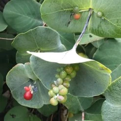 Kintzley's Ghost® Honeysuckle Vine -Plant Seed Store kintzkeys ghost honeysucke 2