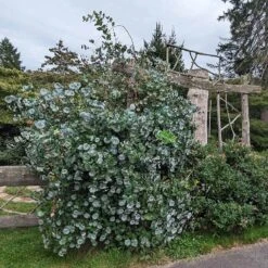 Kintzley's Ghost® Honeysuckle Vine -Plant Seed Store kintzkeys ghost honeysucke 3