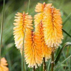 Dwarf Red Hot Poker -Plant Seed Store kniphofia triangularis dwarf red hot poker