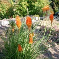 Dwarf Red Hot Poker -Plant Seed Store kniphofia trangularis mike daavy