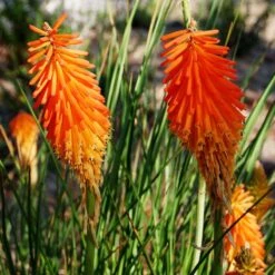 Dwarf Red Hot Poker -Plant Seed Store kniphofia triangularis mike davvy