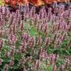 Kudos™ Silver Blue Agastache