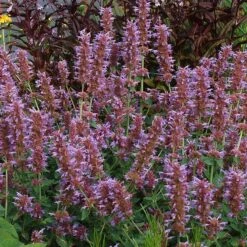 Kudos™ Silver Blue Agastache -Plant Seed Store kudos silver blue agastache 3