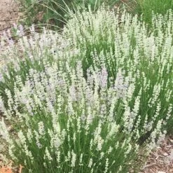 FlowerKisser® Delft Blue & White English Lavender -Plant Seed Store lavandula angustifolia flowerkisser delft blue and white flowers