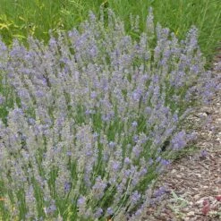 FlowerKisser® Delft Blue & White English Lavender -Plant Seed Store lavandula angustifolia flowerkisser delft blue and white whole plant garden