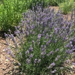 FlowerKisser® Delft Blue & White English Lavender -Plant Seed Store lavandula angustifolia flowerkisser delft blue white flowers