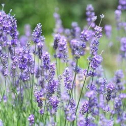 Vera English Lavender -Plant Seed Store lavandula angustifolia vera