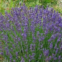 Vera English Lavender -Plant Seed Store lavandula angustifolia vera cc 1