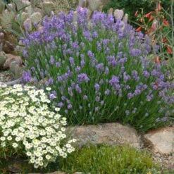 Wee One Dwarf English Lavender -Plant Seed Store lavandula angustifolia wee one with melampodium leucanthum 1