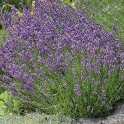Buena Vista English Lavender -Plant Seed Store lavandula buena vista lavender garden 2