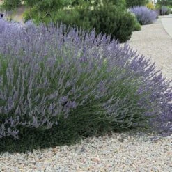 Grosso French Lavender 5 Grosso French Lavender -Plant Seed Store lavandula grosso 63152 web 3 1 1