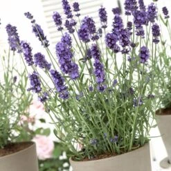 Hidcote Blue English Lavender -Plant Seed Store lavandula hidcote lavender pot 1