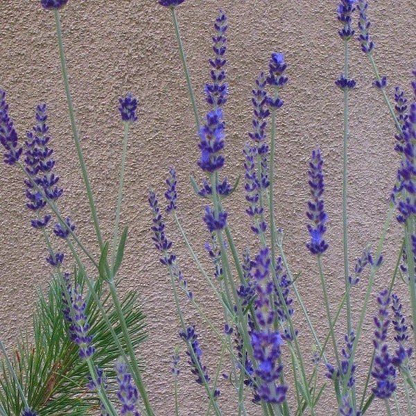 Gros Bleu French Lavender 3 Gros Bleu French Lavender - Image 3